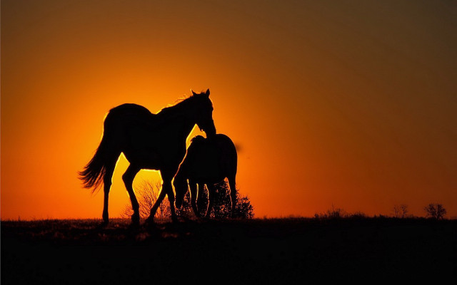 Horses sunset grass backlight silhouette free wallpaper - medium preview image