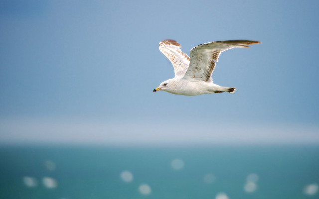 Seagull ocean blue sky bubbles free wallpaper - medium preview image