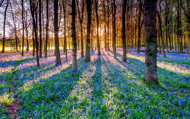 Bluebells sunlit forest nature garden free wallpaper - medium preview image