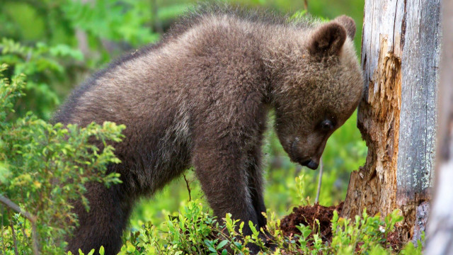 Bear cub forest ecological art free wallpaper - medium preview image