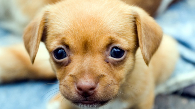 Small brown dog blue eyes free wallpaper - medium preview image