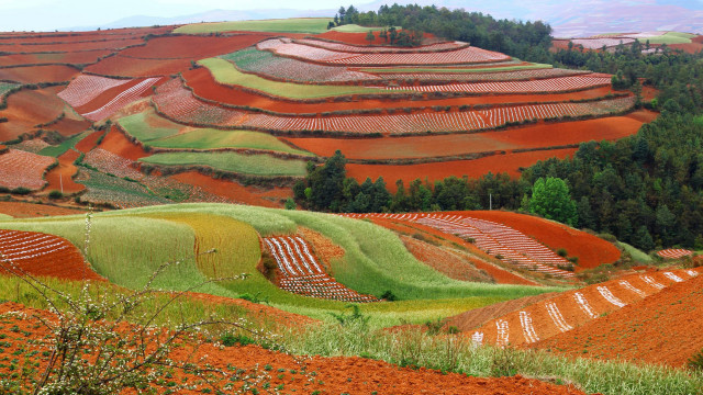 Field trees grass hill autumn free wallpaper - medium preview image
