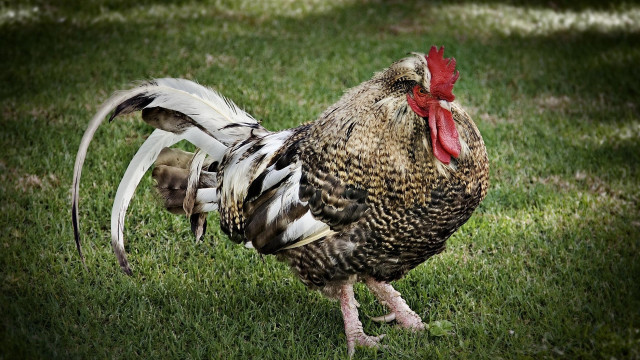 Rooster red comb white tail free wallpaper - medium preview image