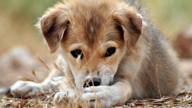 Dog sad grass paw looking free wallpaper - medium preview image