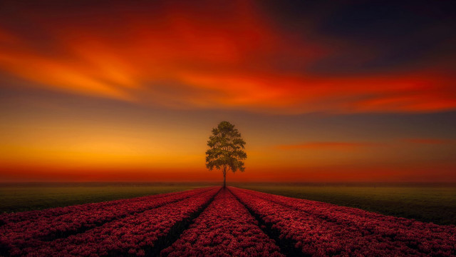 Lone tree field flowers sunset free wallpaper - medium preview image