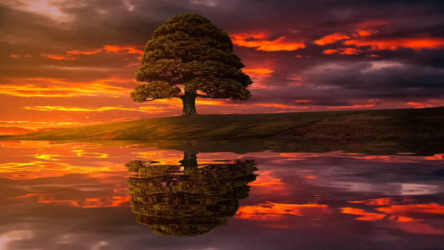 Tree lake sunset reflection autumn free wallpaper - medium preview image