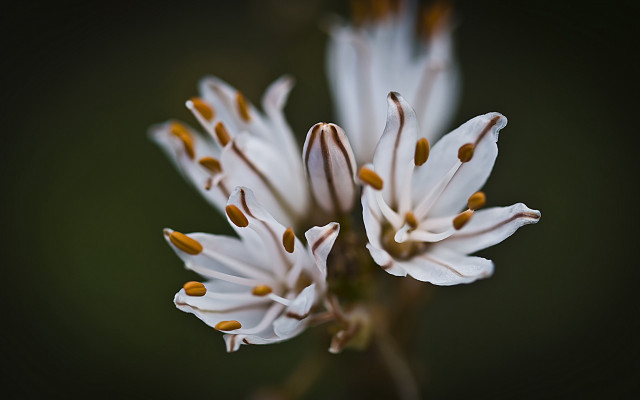 Flower pollen macro blurry background free wallpaper - medium preview image