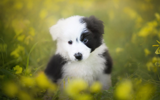 Puppy flower field blue eye free wallpaper - medium preview image