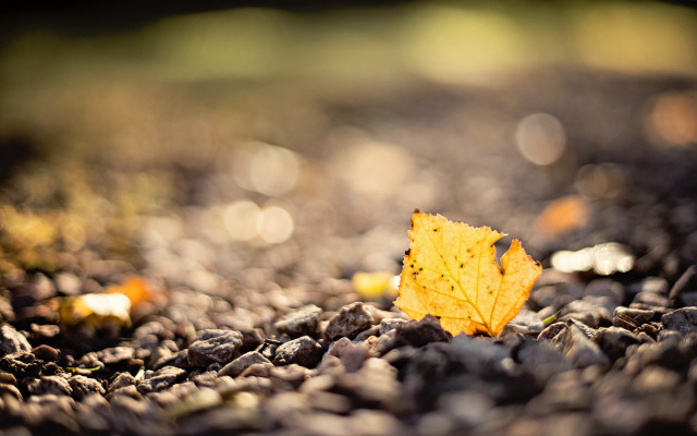 Leaf rocky sunlight macro blurry free wallpaper - medium preview image