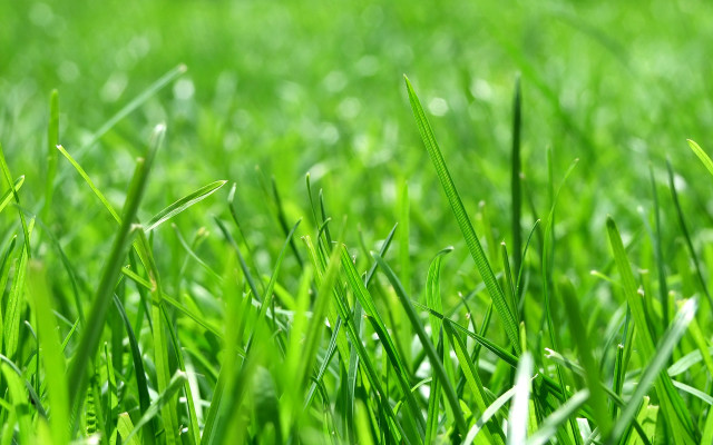 Green grass macro blurry background #3 free wallpaper - medium preview image