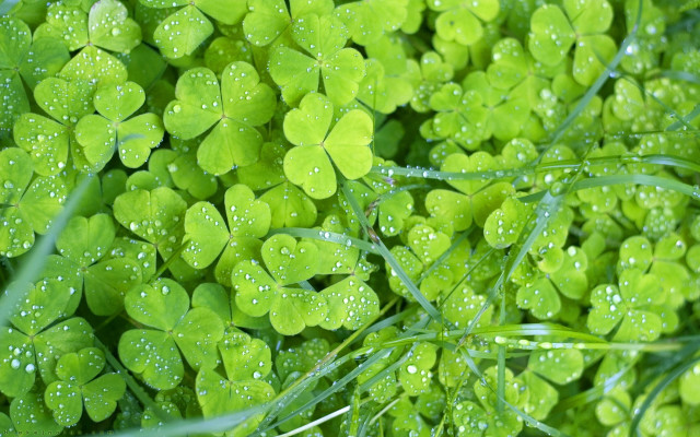 Green clovers water droplets macro free wallpaper - medium preview image