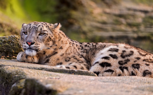 Snow leopard rock sun closed free wallpaper - medium preview image