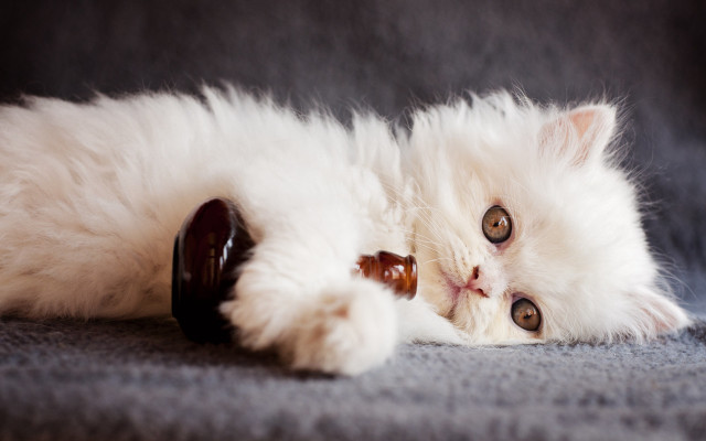 White cat bear bottle rococo free wallpaper - medium preview image