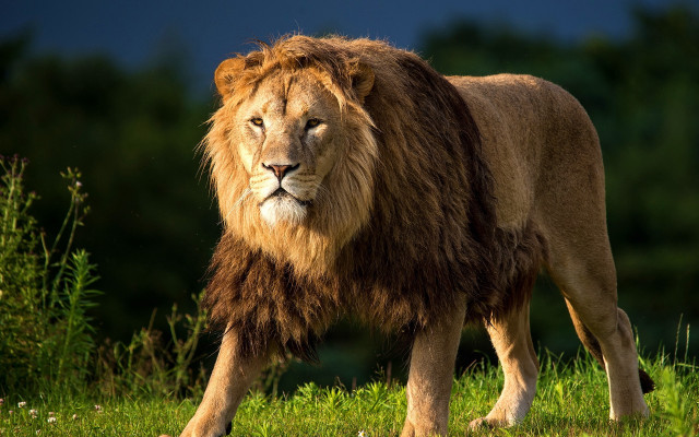 Lion grassy field trees clouds free wallpaper - medium preview image