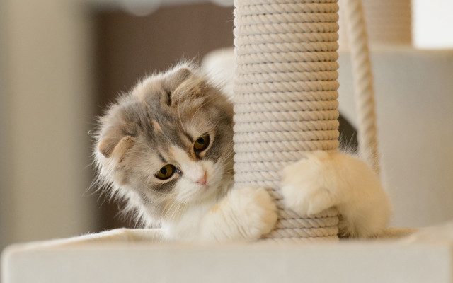 Kitten peeking scratching post toy free wallpaper - medium preview image