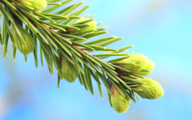 Pine cone branch blue sky free wallpaper - medium preview image