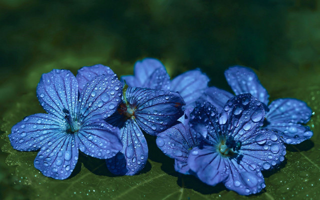 Blue flower water droplets macro #6 free wallpaper - medium preview image