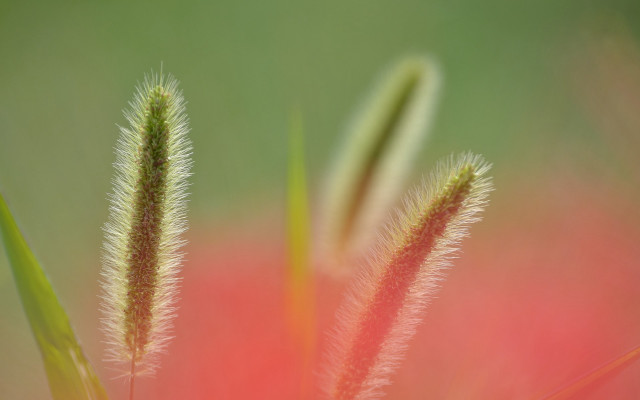 Red flower macro plant blurry free wallpaper - medium preview image