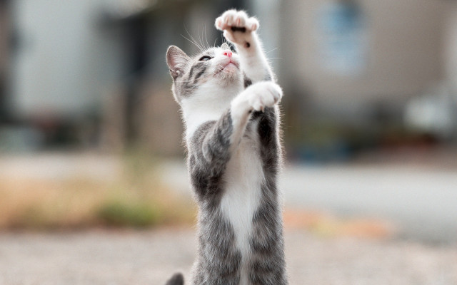 Cat frisbee dynamic pose statue free wallpaper - medium preview image
