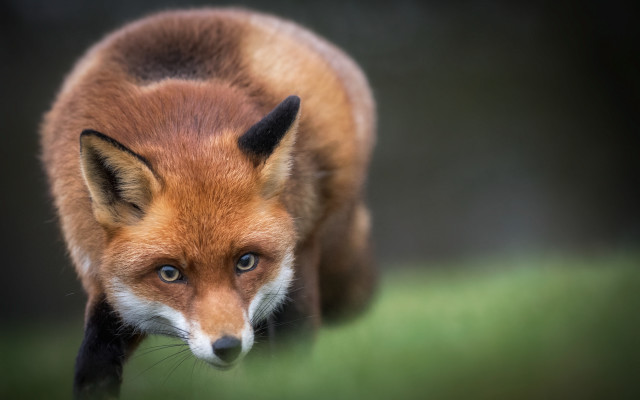 Red fox macro animal focus free wallpaper - medium preview image