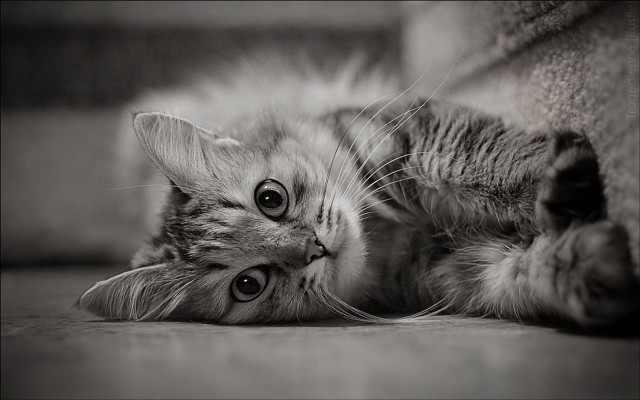 Cat back floor paws wide free wallpaper - medium preview image
