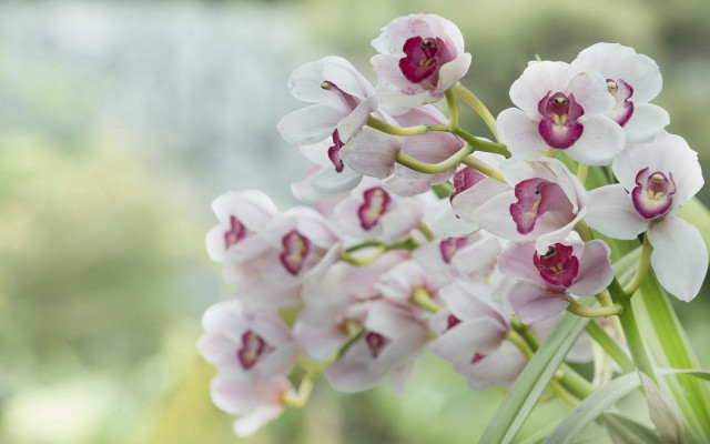 Flowers vase table blurry background #2 free wallpaper - medium preview image