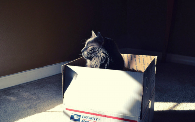 Cat box room wall cardboard free wallpaper - medium preview image