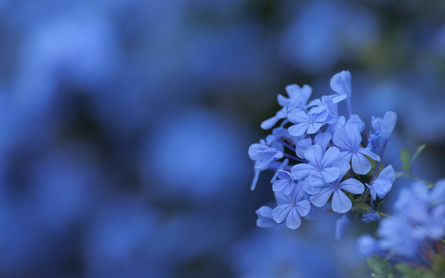 Blue flower vase macro blurry free wallpaper - medium preview image