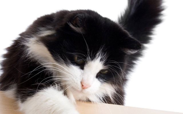 Black white cat table white free wallpaper - medium preview image