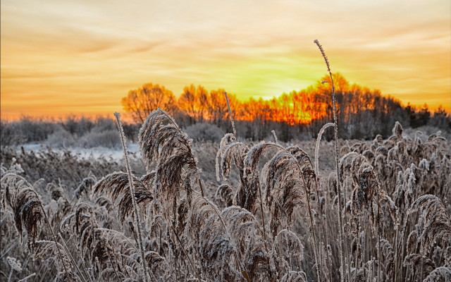 Frosty field sunset trees orange free wallpaper - medium preview image