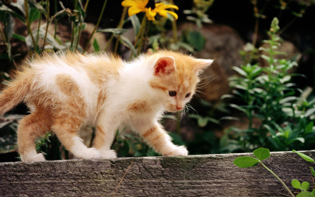 Kitten fence flowers garden bamboo free wallpaper - medium preview image
