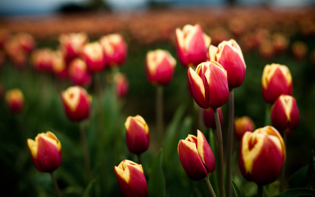 Red tulips blurry bokeh background free wallpaper - medium preview image
