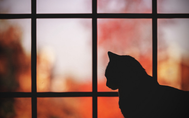 Cat window sunset moon instillife free wallpaper - medium preview image