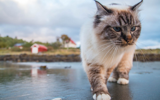 Cat walking wet surface barn free wallpaper - medium preview image