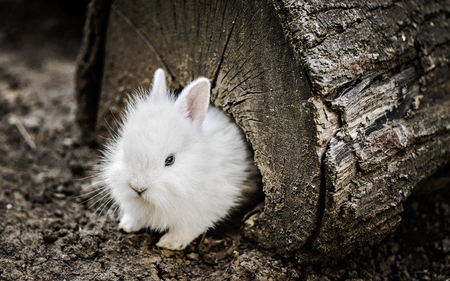 White rabbit peeking tree trunk free wallpaper - medium preview image