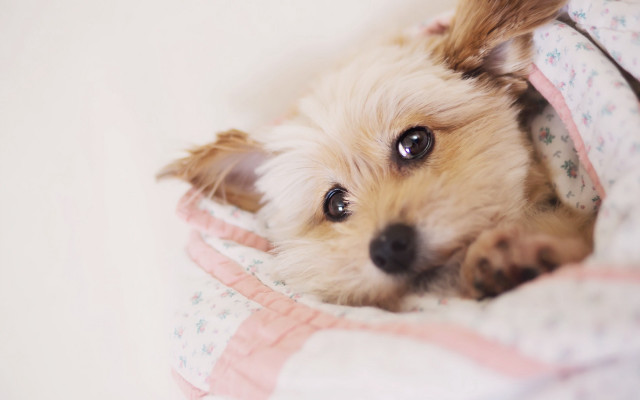 Shiba inu dog bed blanket free wallpaper - medium preview image