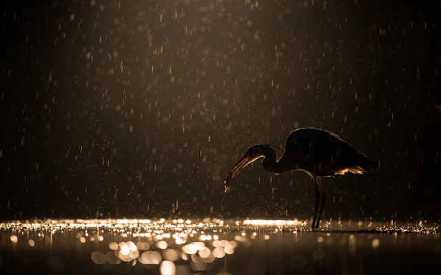 Bird rain water fireworks galaxy free wallpaper - medium preview image