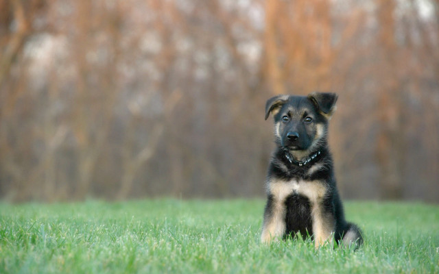 Dog grass tiltshift blurry nature free wallpaper - medium preview image