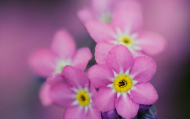 Pink flowers yellow centers macro #3 free wallpaper - medium preview image