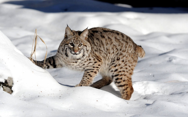 Cat snow walking food outdoors free wallpaper - medium preview image