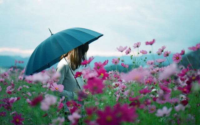 Woman umbrella flower field pink free wallpaper - medium preview image