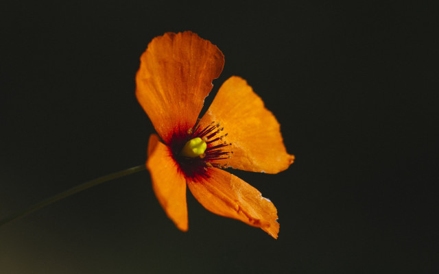 Orange flower black background macro #2 free wallpaper - medium preview image
