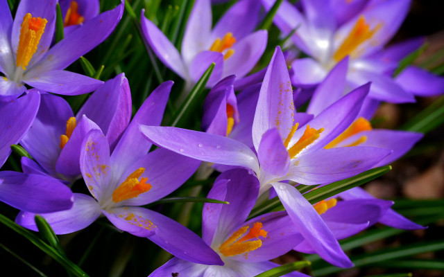 Purple flower butterfly garden macro free wallpaper - medium preview image