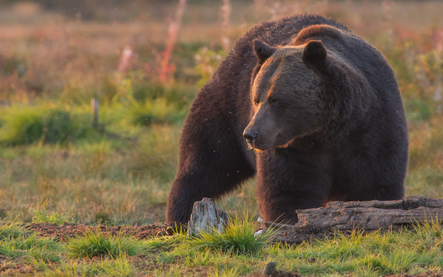Bear field forest stump primivitism free wallpaper - medium preview image