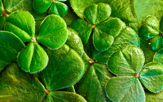Green clovers water droplets ecological free wallpaper - medium preview image