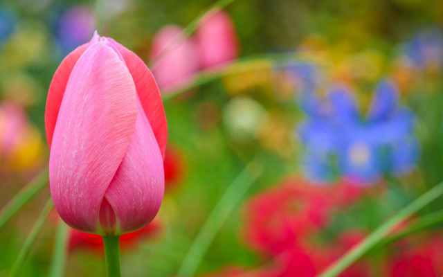 Pink flower blurry background blue free wallpaper - medium preview image