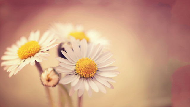 Daisies vase table top blurry free wallpaper - medium preview image