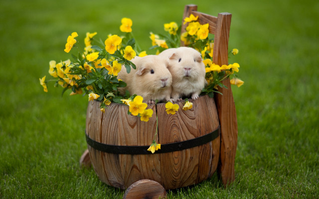 Hamsters barrel flowers wooden frame #2 free wallpaper - medium preview image