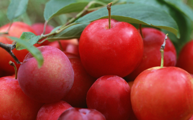 Red apples green leaves blurry free wallpaper - medium preview image