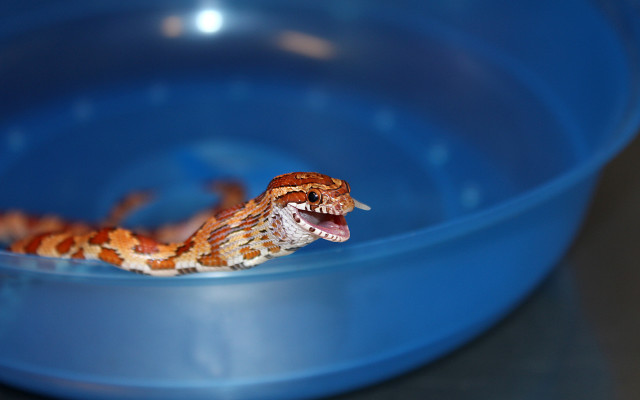 Orange gecko blue bowl open free wallpaper - medium preview image